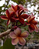 Musk Rainbow aka George Brown Plumeria