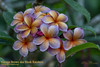 Musk Rainbow aka George Brown Plumeria