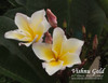 Vishanu Gold Plumeria