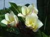 Vishanu Gold Plumeria