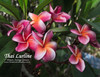 Thai Lurline Plumeria