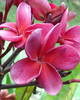 Abby's Ruby FCN Plumeria