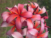 Blazing Star Plumeria