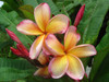 Cleopatra Plumeria