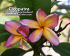 Cleopatra Plumeria