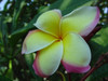 Great Yellow Rainbow Plumeria