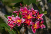 Hope FCN Plumeria