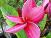 Jean Moragne Sr Plumeria