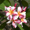 Madame Rainbow Plumeria