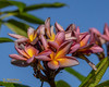 Metallica JL aka Metallica Plumeria