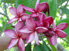 Michelle Gervais FCN Plumeria