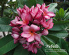 Nebula FCN Plumeria