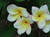 Paul Newman FCN Plumeria