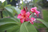 Shangri La Plumeria