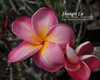 Shangri La Plumeria