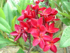 Siam Red Plumeria