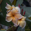 Heirloom Plumeria