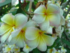 Mareno's Rainbow Plumeria