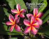 Tequila Sunrise Plumeria