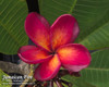 Jamaican Fire Plumeria