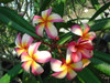 Lani Beauty Plumeria