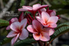 Klong 13 Plumeria