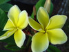 Yellow Jack FCN Plumeria