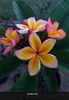 Golden Noi Plumeria