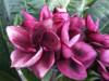 Grenadina Nui Plumeria