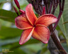 Doric JL Plumeria