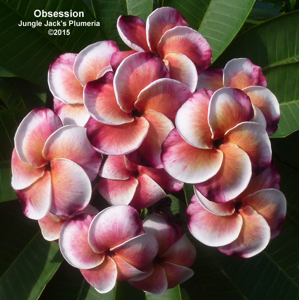 Obsession Plumeria Introduced by Jungle Jack
