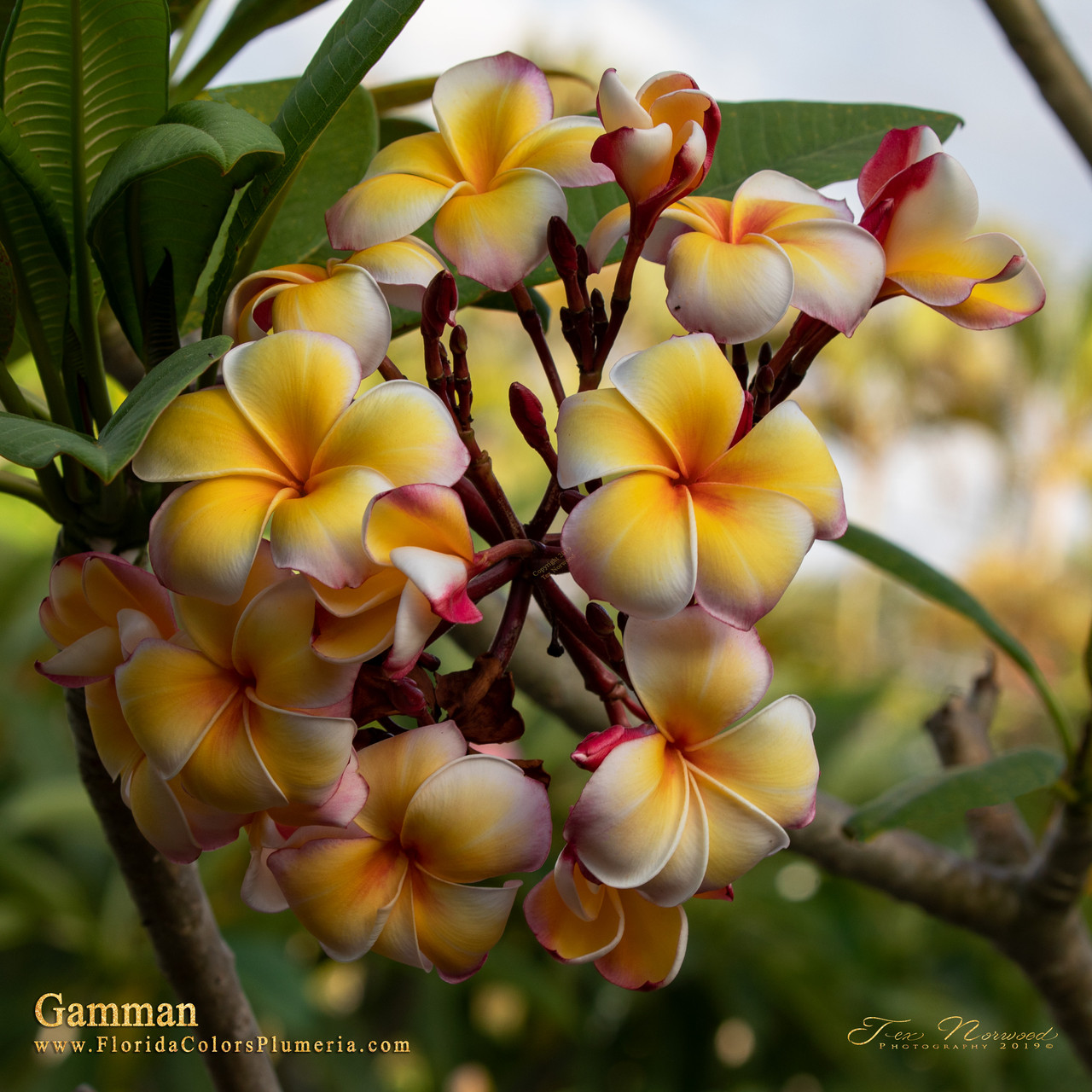Plumerias for Sale near you in Florida and online! Page 3