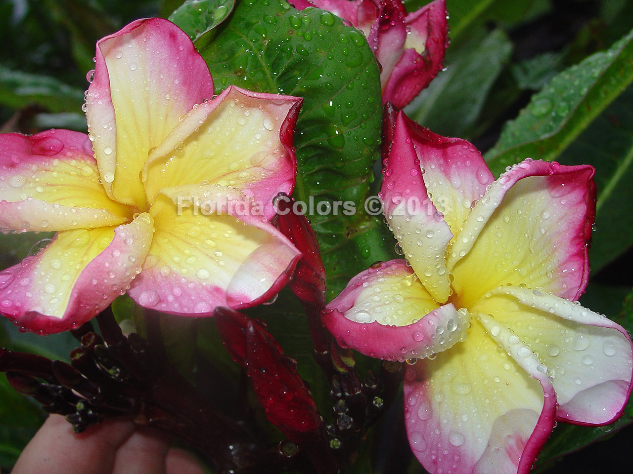 Plumerias for Sale near you in Florida and online! Page 3