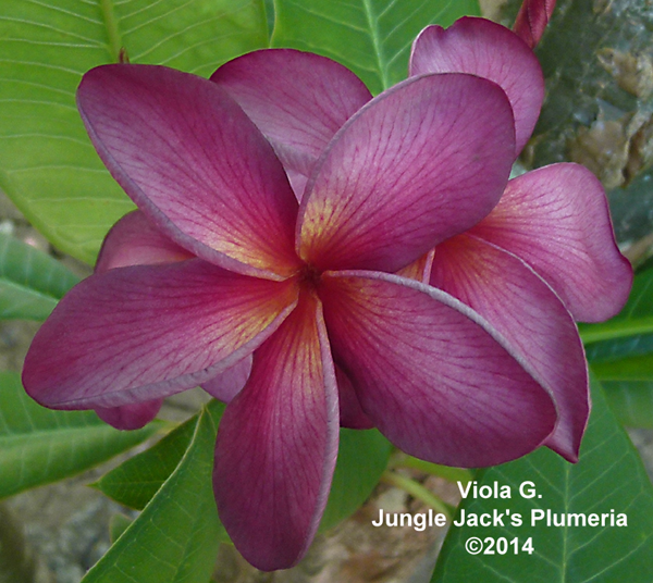Serenade Plumeria Introduced by Jungle Jack