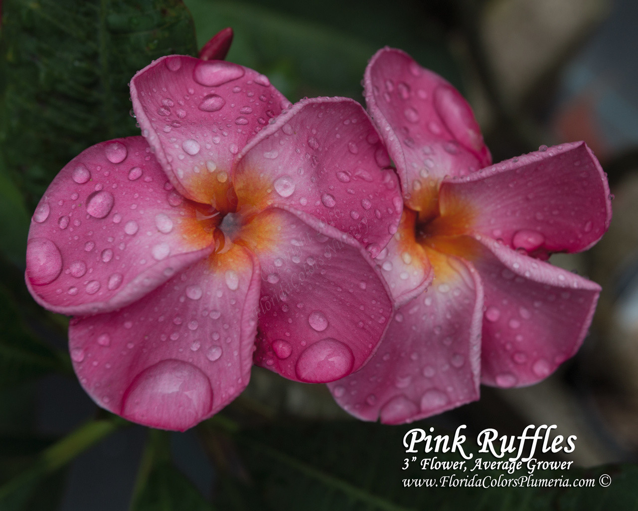 Pink Ruffles Plumeria