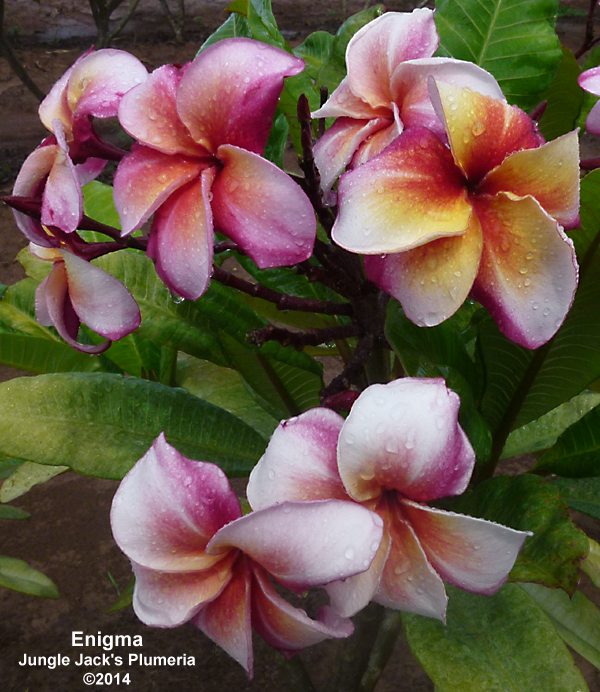 Enigma Plumeria Introduced by Jungle Jack