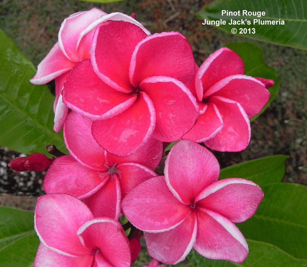 Pinot Rouge Plumeria Introduced by Jungle Jack