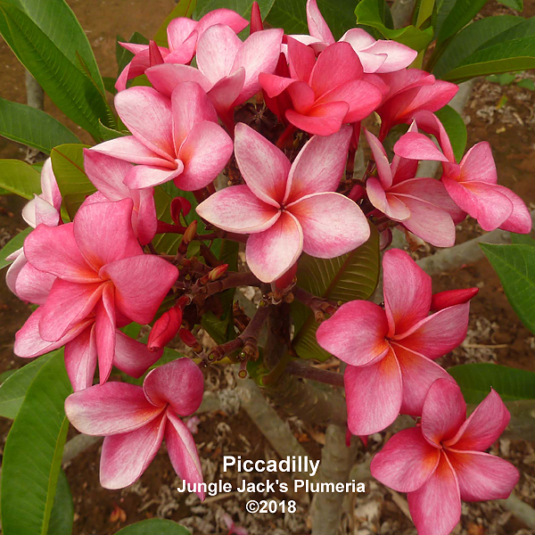 plumeria Piccadilly__45933.1733420974.
