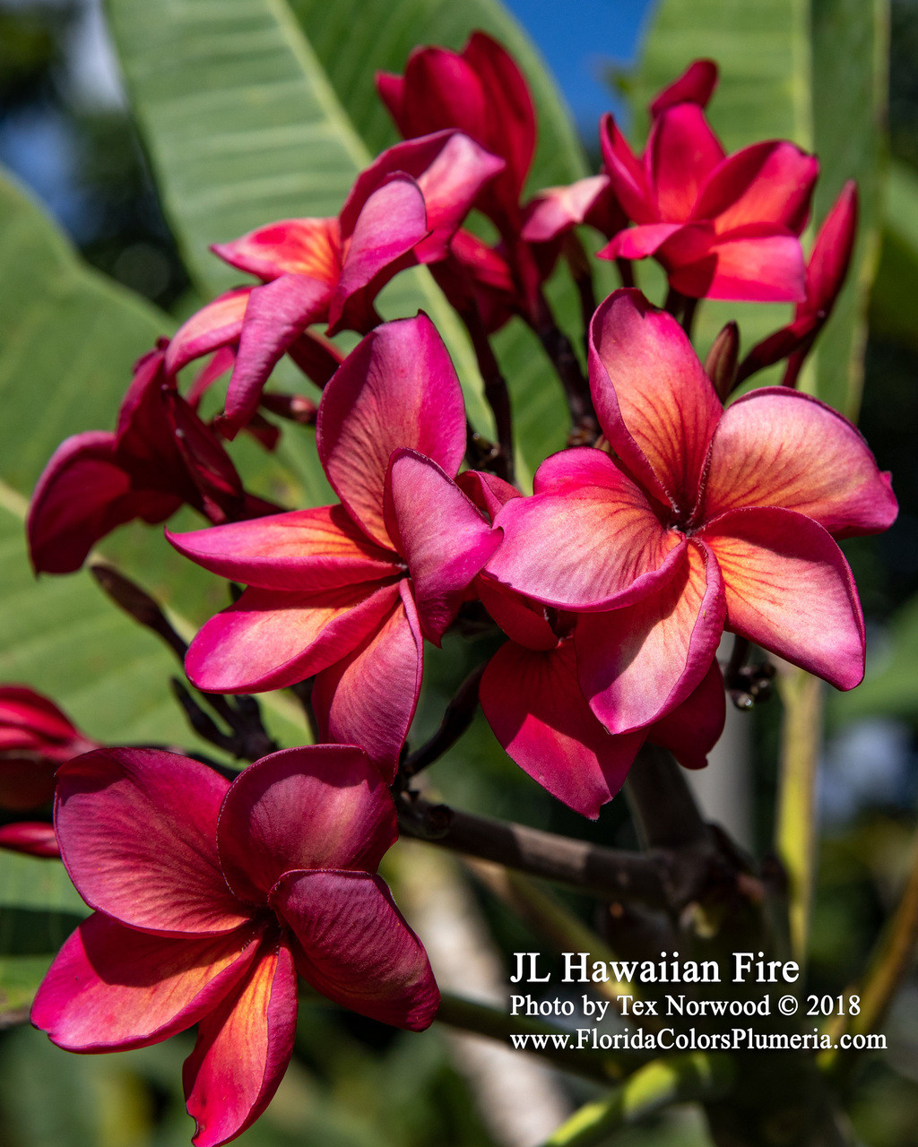Hawaiian Fire Plumeria Introduced by Jim Little