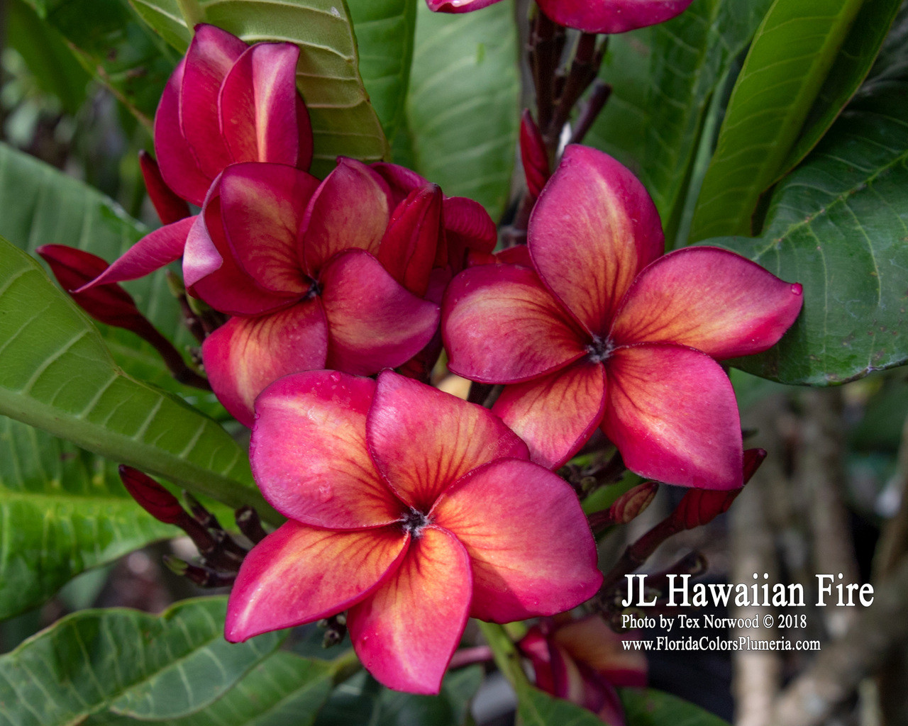 Hawaiian Fire Plumeria Introduced by Jim Little