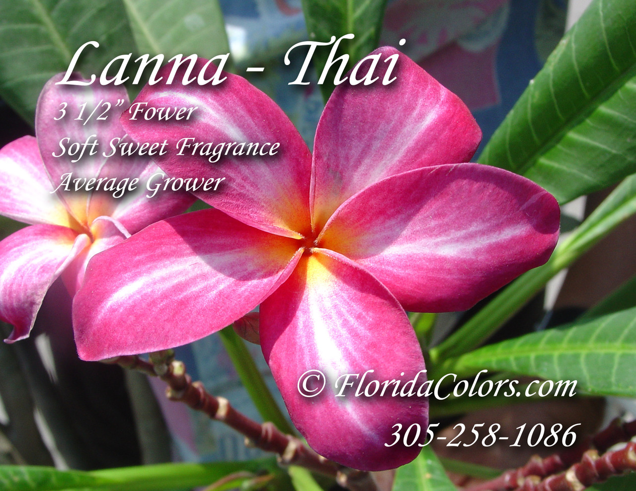 Lanna Plumeria