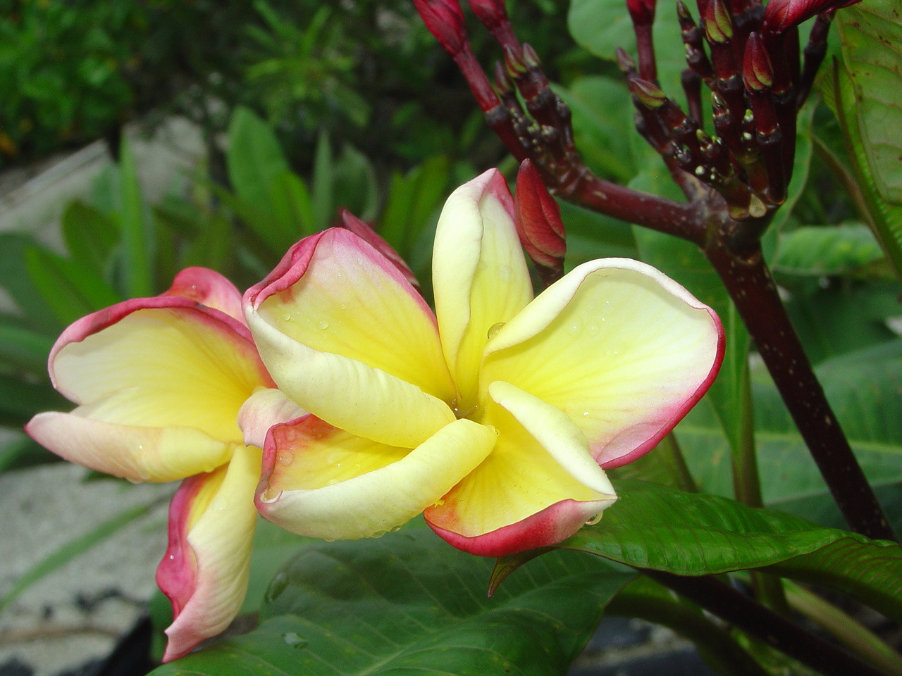 New Hybrid Plumeria