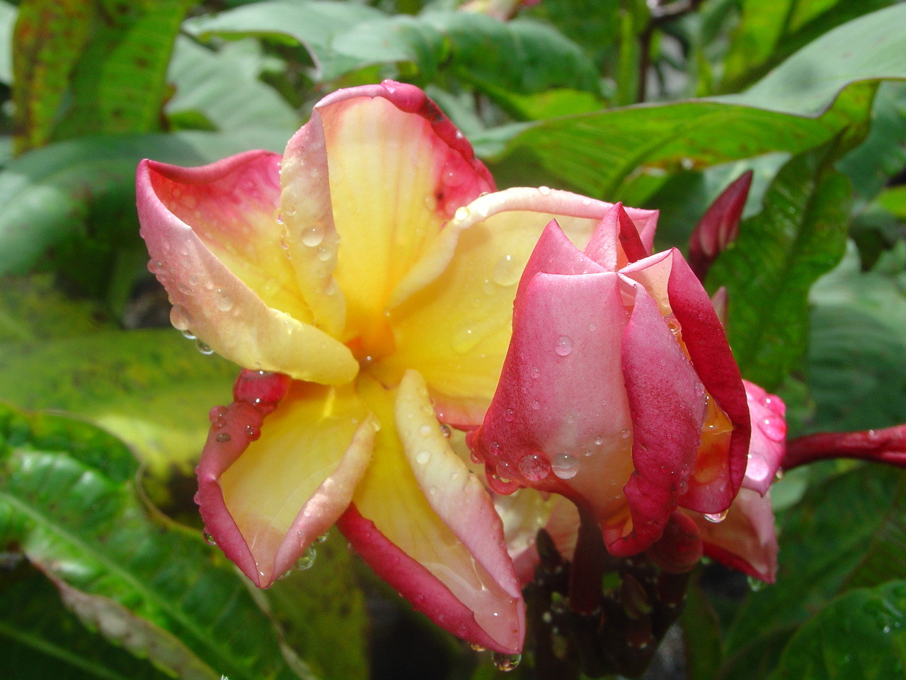 New Hybrid Plumeria