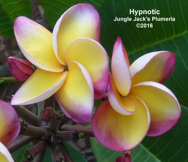 Hypnotic Plumeria Introduced by Jungle Jack