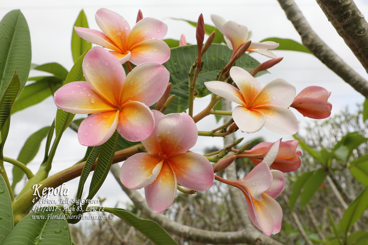 プルメリアページ Kepola Rainbow Plumeria
