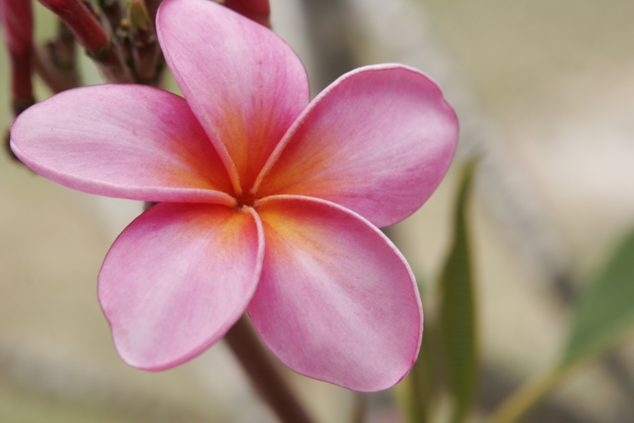 Royal Hawaiian Plumeria aka Plastic Pink