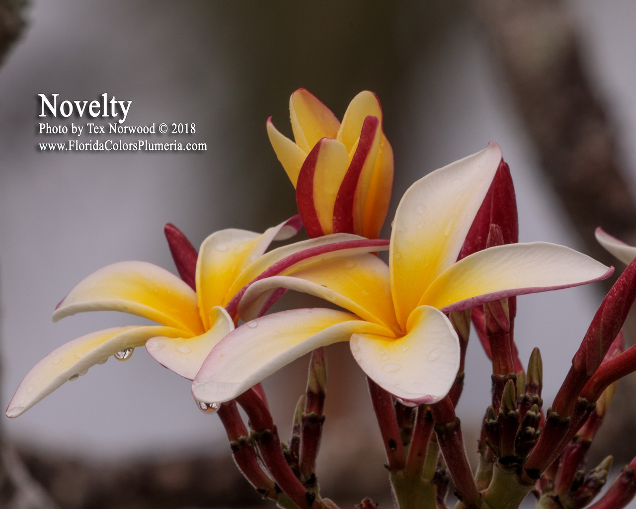 Novelty Plumeria
