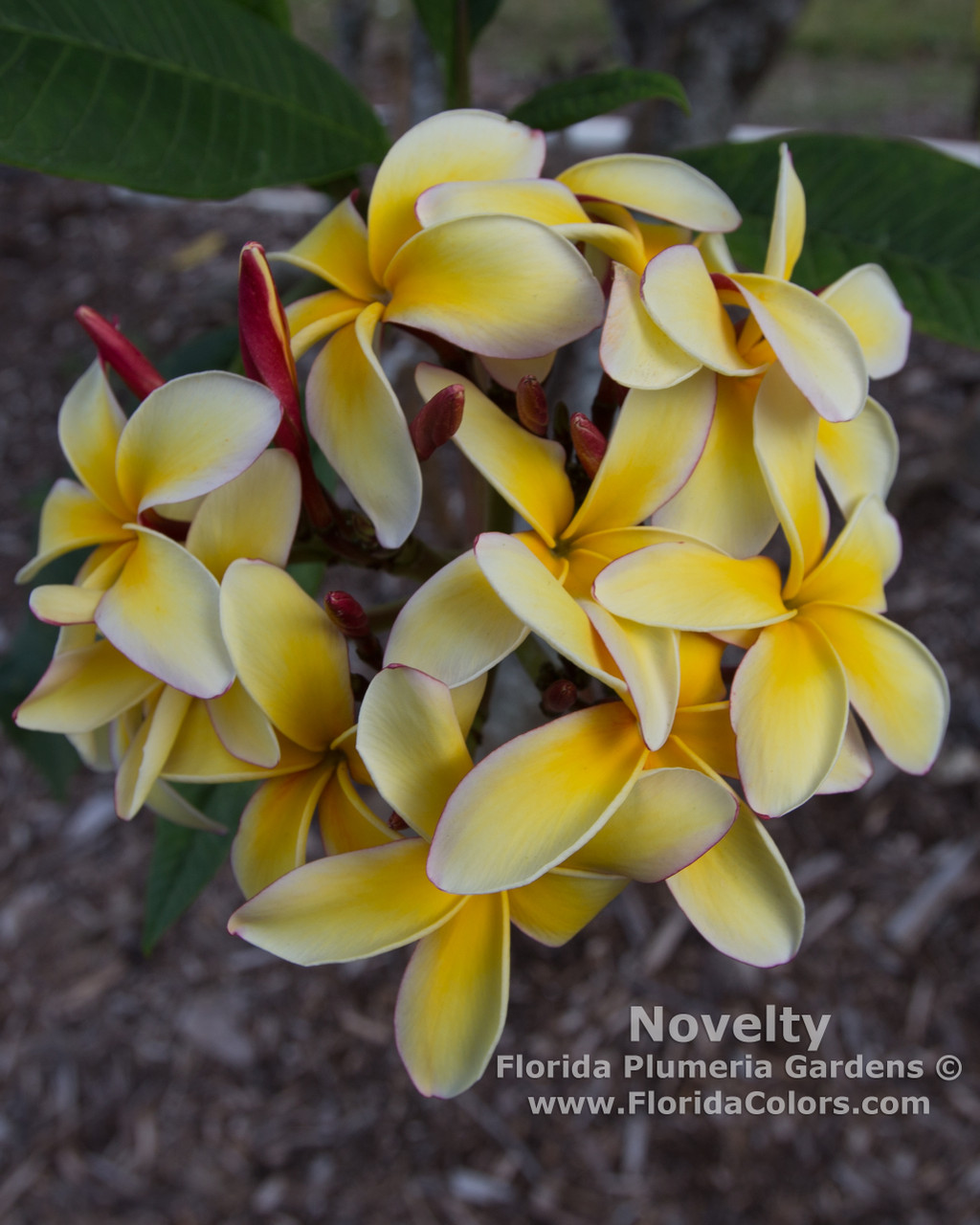 Novelty Plumeria