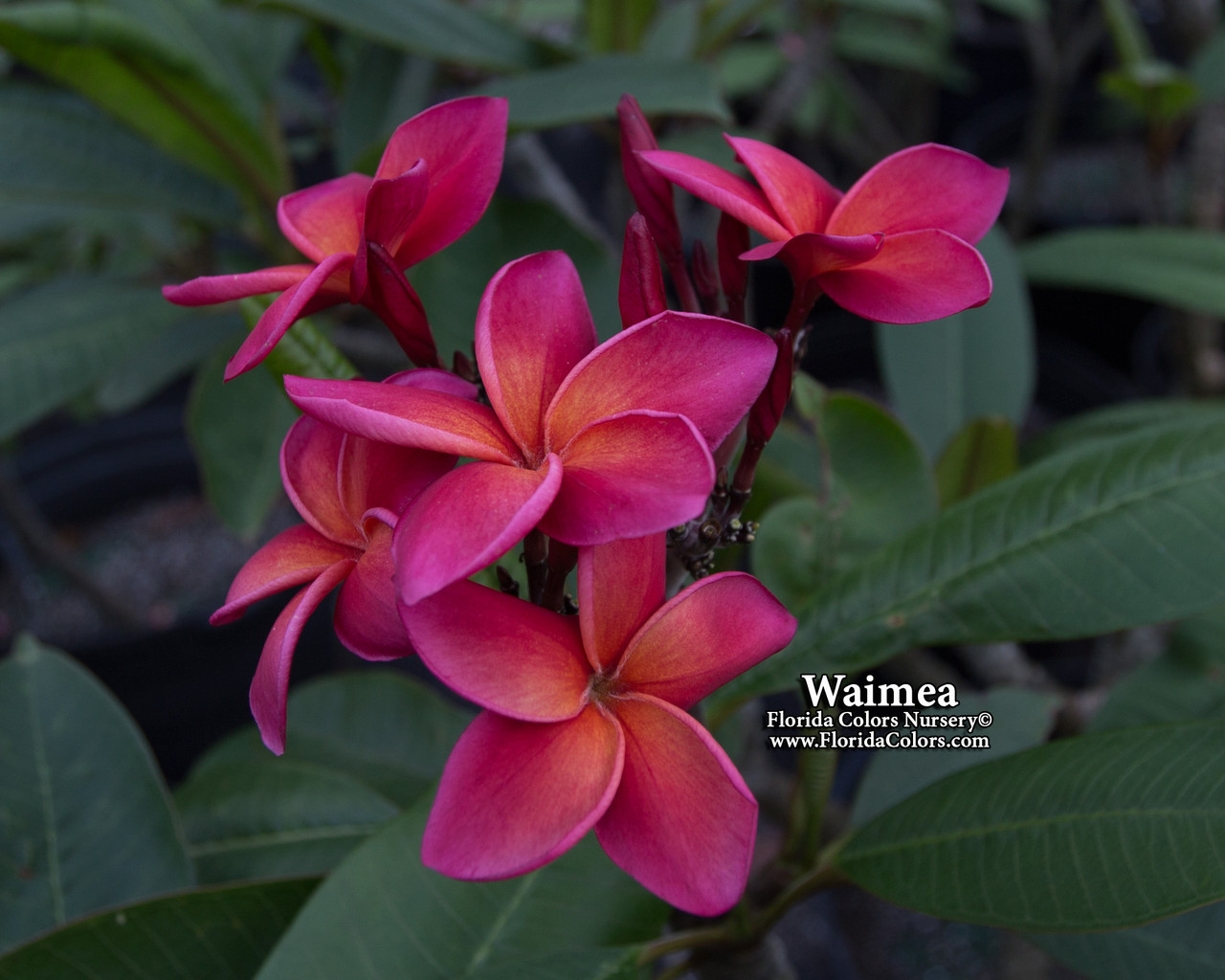 Waimea Plumeria