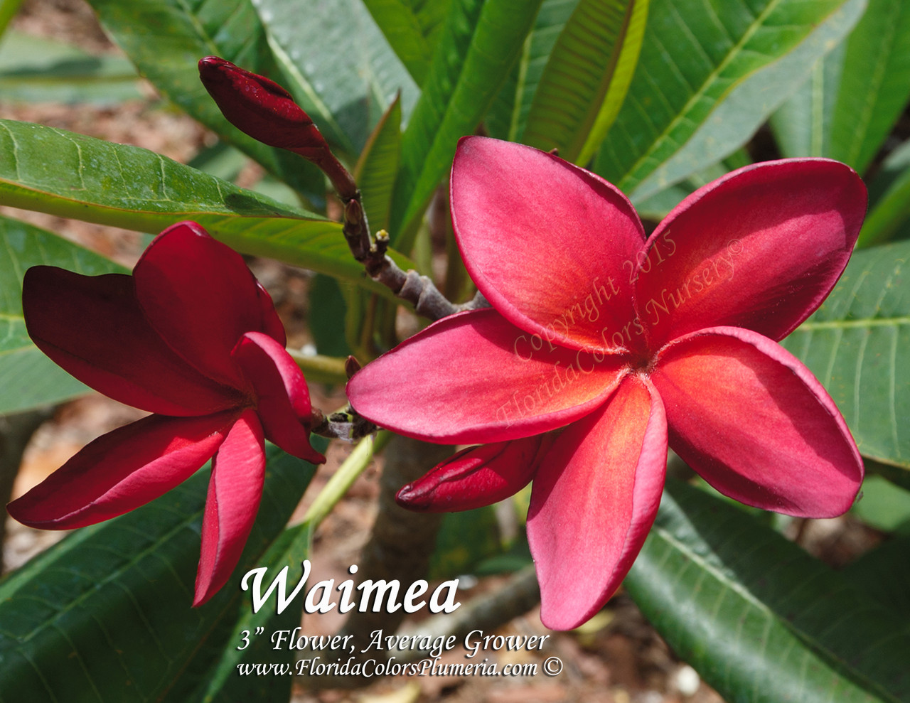 Waimea Plumeria Waimea Plumeria